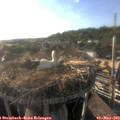 18_35-nest.jpg