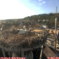 18_40-nest.jpg