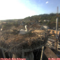 18_45-nest.jpg