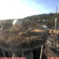 18_50-nest.jpg