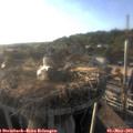 18_55-nest.jpg
