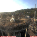 19_05-nest.jpg