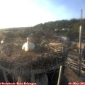 19_15-nest.jpg