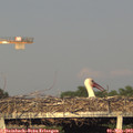 19_20-mast.jpg