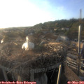 19_20-nest.jpg