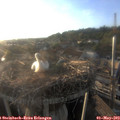 19_30-nest.jpg