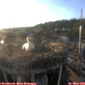 19_35-nest.jpg