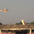 19_40-mast.jpg