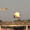 19_45-mast.jpg