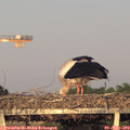 19_50-mast.jpg