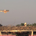 19_55-mast.jpg