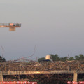 20_20-mast.jpg