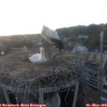 20_30-nest.jpg