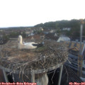 06_00-nest.jpg