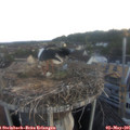 06_05-nest.jpg
