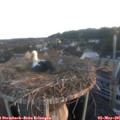 06_10-nest.jpg