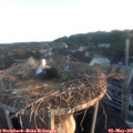 06_15-nest.jpg