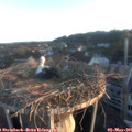 06_20-nest.jpg