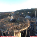 06_25-nest.jpg