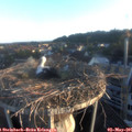 06_30-nest.jpg
