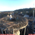 06_35-nest.jpg