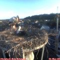 06_40-nest.jpg