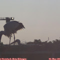 06_50-mast.jpg
