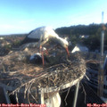 06_50-nest.jpg