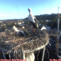 06_55-nest.jpg