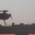 07_00-mast.jpg