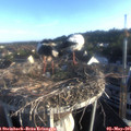 07_00-nest.jpg