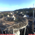 07_05-nest.jpg