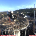 07_20-nest.jpg