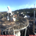 07_25-nest.jpg