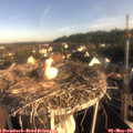 07_40-nest.jpg