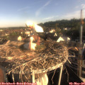 07_50-nest.jpg
