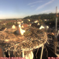 08_05-nest.jpg