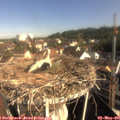 08_50-nest.jpg