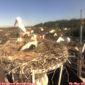 08_55-nest.jpg