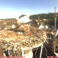 09_00-nest.jpg