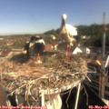 09_05-nest.jpg