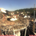 09_10-nest.jpg