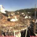 09_15-nest.jpg