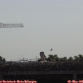 09_25-mast.jpg