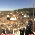 09_25-nest.jpg