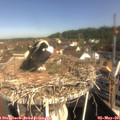09_50-nest.jpg