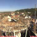 09_55-nest.jpg