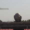10_05-mast.jpg