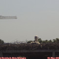 10_10-mast.jpg