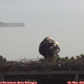 10_25-mast.jpg